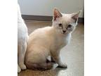 Daphne, Domestic Shorthair For Adoption In Cleveland, Ohio