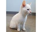 Scooby, Domestic Shorthair For Adoption In Cleveland, Ohio
