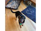 Bryan, Dachshund For Adoption In Normal, Illinois
