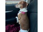 Vienna Beef, Dachshund For Adoption In Normal, Illinois
