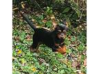 Coney, Dachshund For Adoption In Normal, Illinois