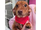 Schnitzel, Dachshund For Adoption In Normal, Illinois
