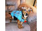 Tyson, Dachshund For Adoption In Normal, Illinois