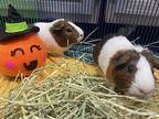 Peanut, Guinea Pig For Adoption In New York, New York