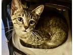 Kitten Sherlock, Domestic Shorthair For Adoption In Seal Beach, California