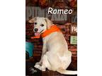 Romeo, Labrador Retriever For Adoption In Miami, Oklahoma