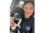 Priscilla, Labrador Retriever For Adoption In Gilbertsville, Pennsylvania