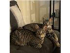 Max And Milo, Domestic Shorthair For Adoption In El Dorado Hills, California
