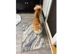Belle, Domestic Longhair For Adoption In Rochester, Massachusetts