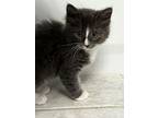 Choc, Domestic Shorthair For Adoption In Buford, Georgia