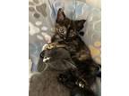 Chai, Domestic Shorthair For Adoption In Buford, Georgia