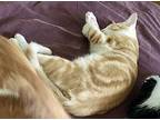 Rusty ( Sg), Domestic Shorthair For Adoption In Napa, California