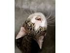Mick, Domestic Shorthair For Adoption In Silverdale, Washington