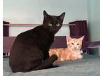 Midnight ( Sg), Bombay For Adoption In Napa, California