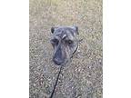 Prickly Pete, American Pit Bull Terrier For Adoption In Calgary, Alberta