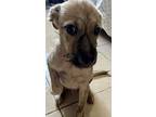 Jack, Terrier (unknown Type, Medium) For Adoption In Escondido, California