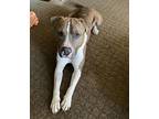 Colonel Mustard, American Staffordshire Terrier For Adoption In Silverdale