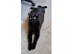 Queso, Domestic Mediumhair For Adoption In Buhl, Idaho