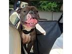 Walter, American Pit Bull Terrier For Adoption In Baltimore, Maryland