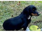 Fisher, Dachshund For Adoption In Marietta, Georgia