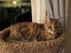 Stacey, Domestic Shorthair For Adoption In Naugatuck, Connecticut
