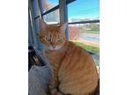 Goldie, Domestic Shorthair For Adoption In Naugatuck, Connecticut