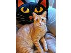 Christopher, Domestic Shorthair For Adoption In Naugatuck, Connecticut