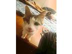 Cherry, Domestic Longhair For Adoption In Camden, South Carolina