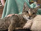 Matchsticks, Domestic Shorthair For Adoption In Camden, South Carolina