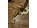 Thomas The Tank, Domestic Longhair For Adoption In Camden, South Carolina