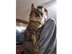 Tiamarie, Maine Coon For Adoption In Crossville, Tennessee
