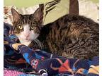 Theo, American Shorthair For Adoption In Colmar, Pennsylvania