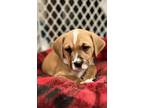 Bryson, Retriever (unknown Type) For Adoption In Minneapolis, Minnesota