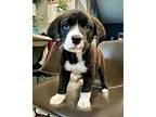 Granger, Retriever (unknown Type) For Adoption In Minneapolis, Minnesota