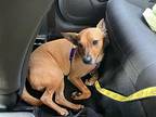 Max Jr Dd, Terrier (unknown Type, Medium) For Adoption In Columbia, Tennessee