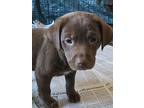 Barrett, Retriever (unknown Type) For Adoption In Minneapolis, Minnesota