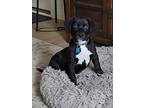 Dermott, Retriever (unknown Type) For Adoption In Minneapolis, Minnesota