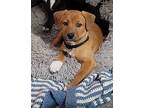 Darcy, Retriever (unknown Type) For Adoption In Minneapolis, Minnesota