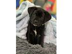Grady, Retriever (unknown Type) For Adoption In Minneapolis, Minnesota