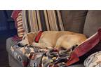 Butternut, Labrador Retriever For Adoption In Germantown, Ohio