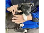 Bright Heart, Terrier (unknown Type, Medium) For Adoption In Alpharetta, Georgia