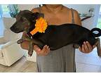 Tania, Dachshund For Adoption In Albion, New York