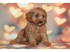 red cavapoo