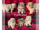 Pomeranian PUPPY FOR SALE ADN-845108 - POMERANIAN PUPS BORN OCT 01