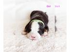 Bernese Mountain Dog PUPPY FOR SALE ADN-845107 - AKC Bernese Mountain Dog