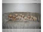 Golden Retriever PUPPY FOR SALE ADN-845106 - AKC Registered Golden Retrievers
