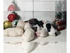 Cocker Spaniel PUPPY FOR SALE ADN-845104 - AKC REG COCKER SPANIELS LITTER OF 8