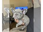 French Bulldog PUPPY FOR SALE ADN-845102 - Disney Litter