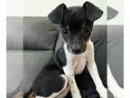 Chihuahua PUPPY FOR SALE ADN-845092 - Sweet female Chihuahua puppy