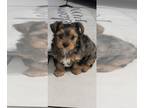 Yorkshire Terrier PUPPY FOR SALE ADN-845084 - AKC Yorkshire Terrier